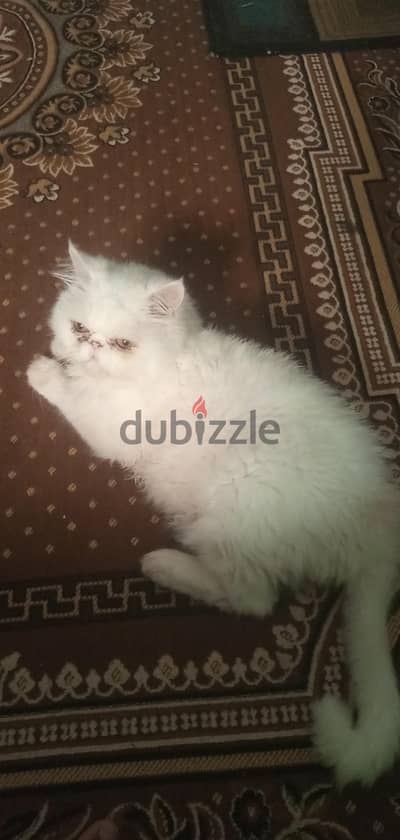 ذكر وانثي للتبني