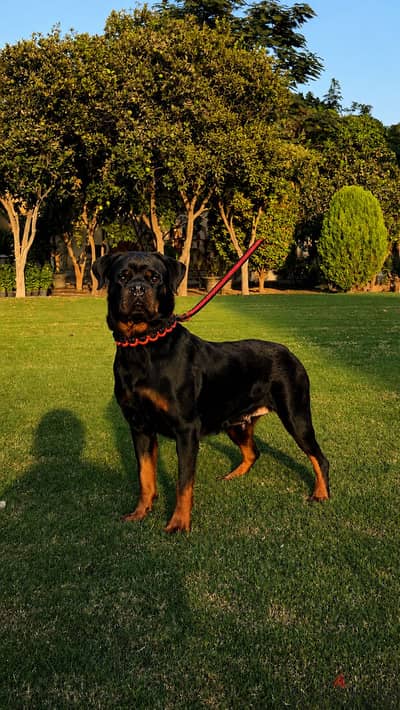 Rottweiler female champion bloodline