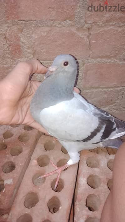 زاجل