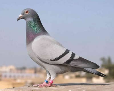 ياسر الغاوي