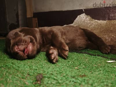 Labrador chocolate puppies