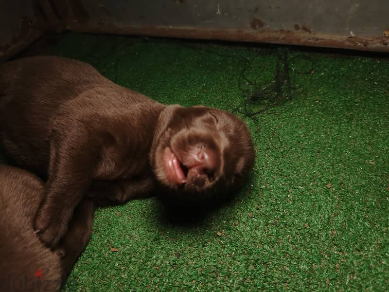 Labrador chocolate puppies 1