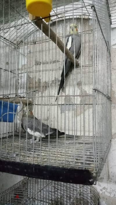 كوكتيل و روز و استرالى