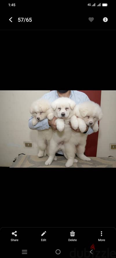 white akita