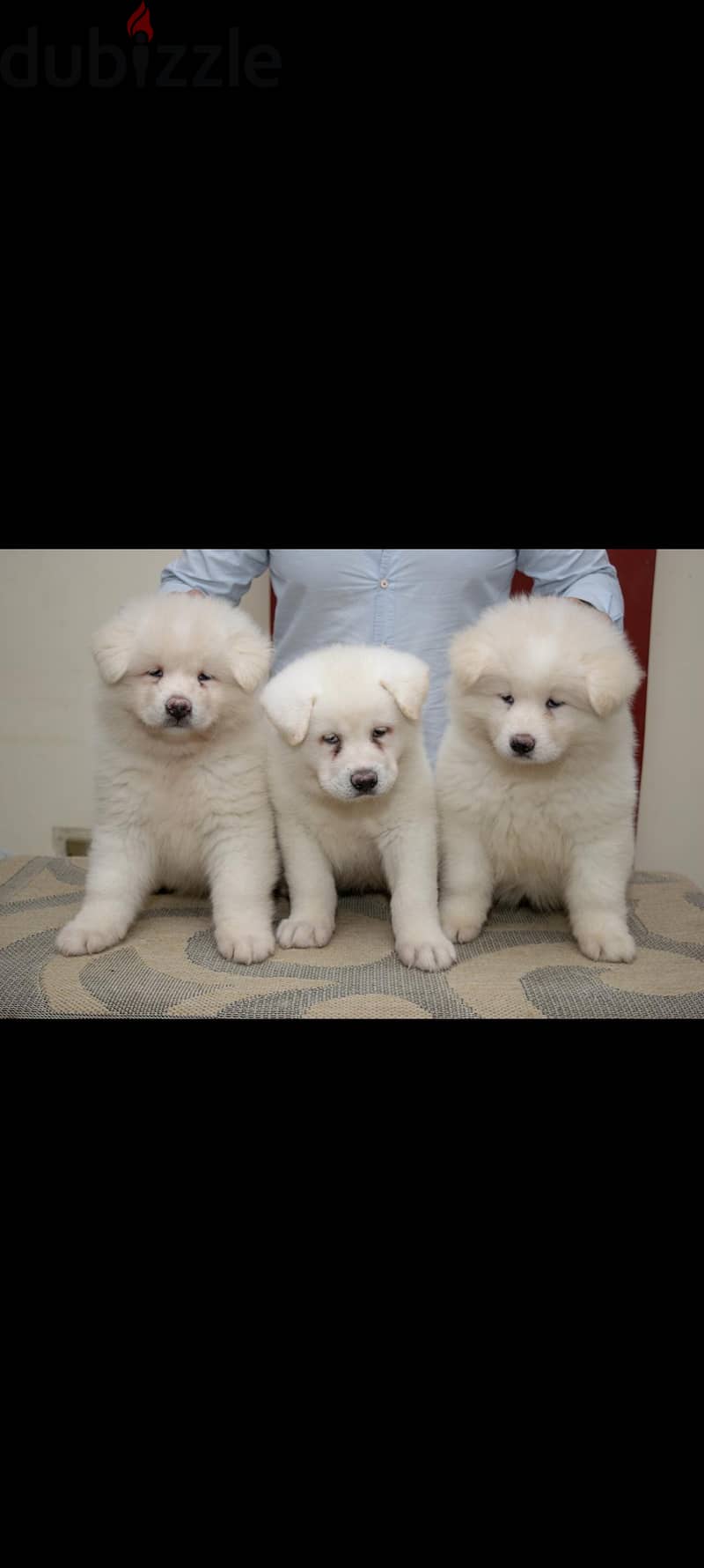 white akita 1