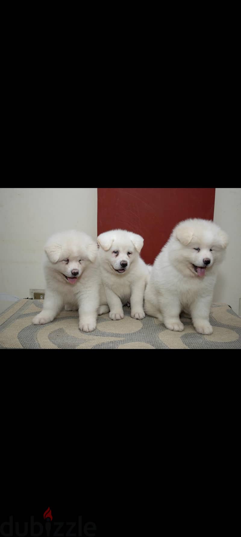 white akita 2