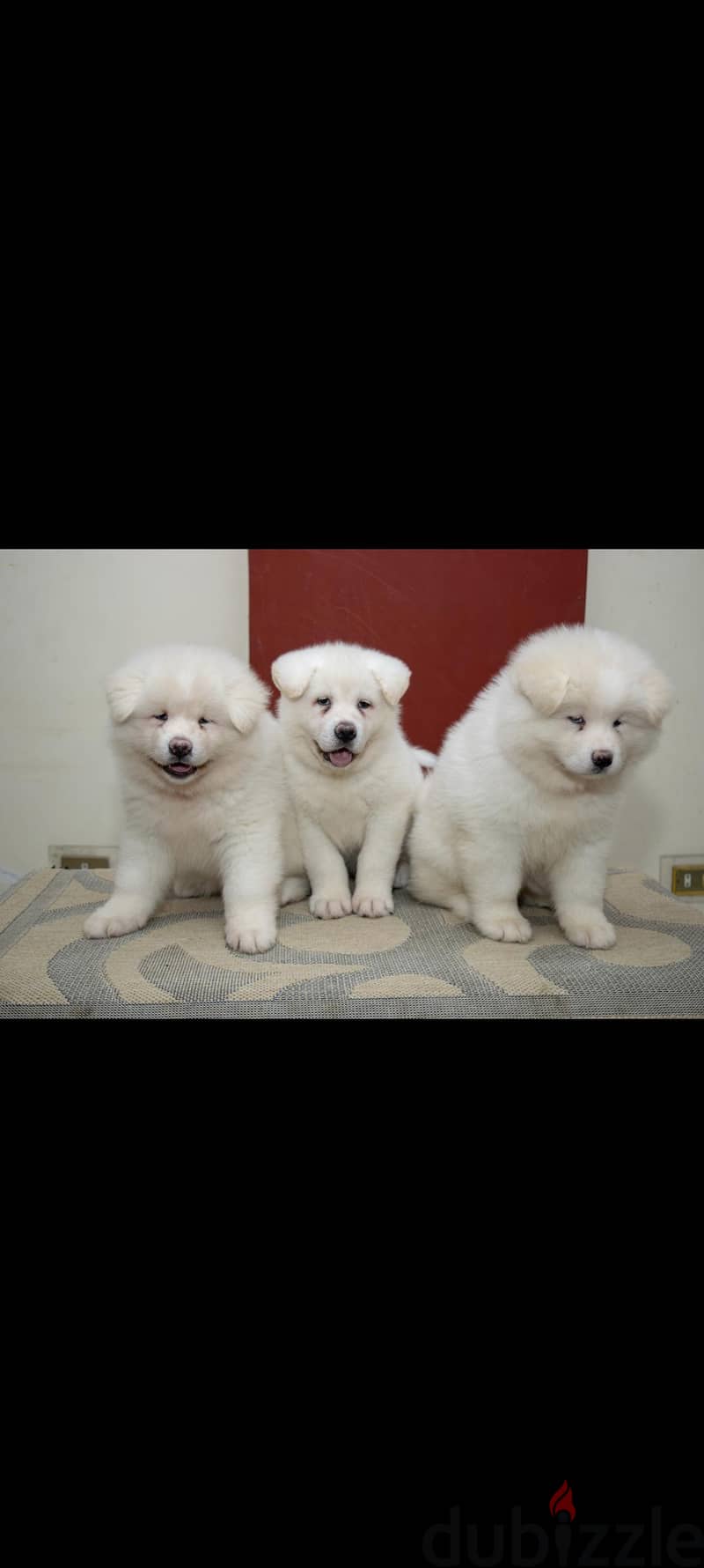 white akita 3