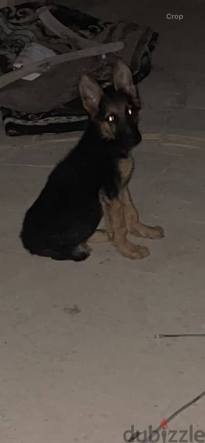 جيرمن