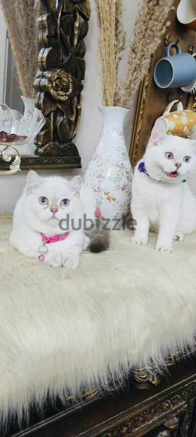 ذكر وانثي سكوتش ستريت