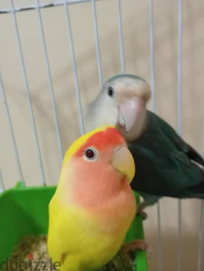قص روز للبيع معاه حاجته