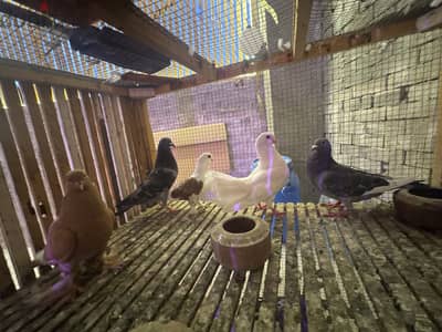 مجموعه حمام