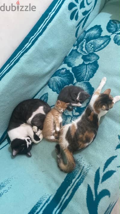 Catss