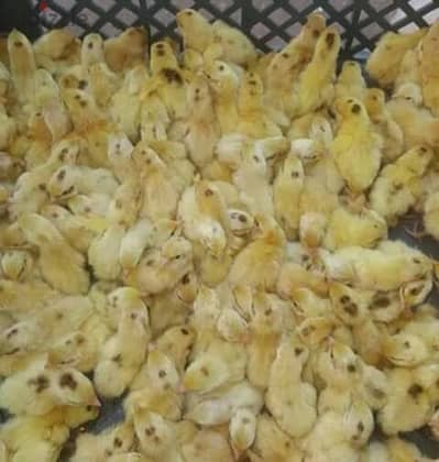 سمان للبيع