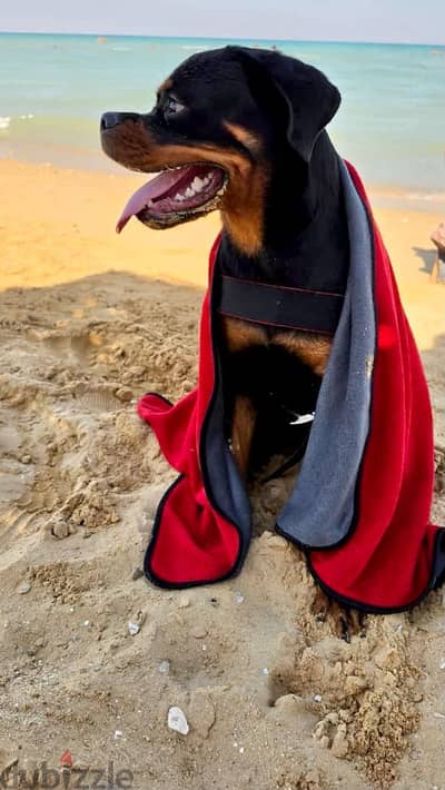 Towels and bathrobes for dogs- Microfiber فوط و برانس