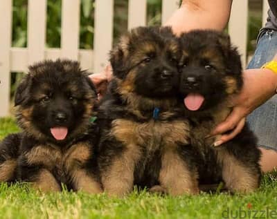 اقوي جراوي جيرمن شيبرد كامله التطعيمات