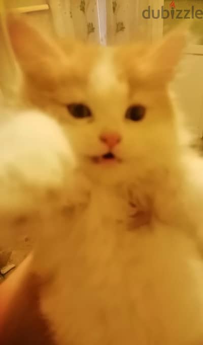 قطط ٣ اولاد و بنت