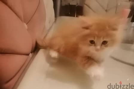 قطط ٣ اولاد و بنت