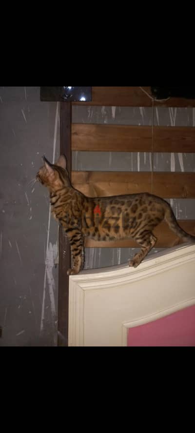 bengal cat