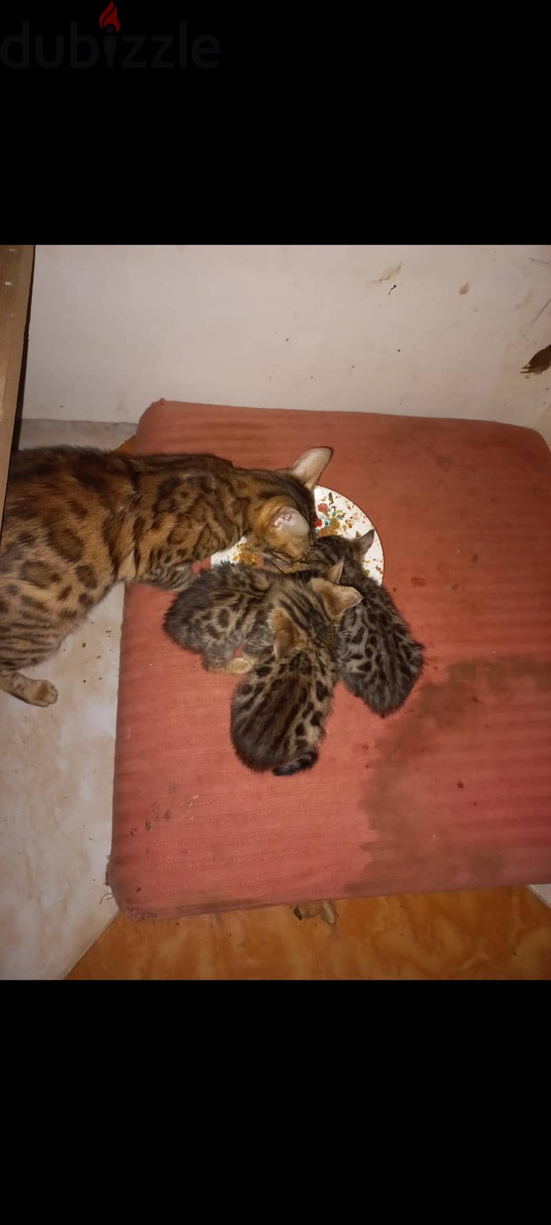 bengal cat 1