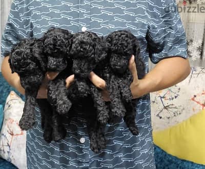 available black toy poodle 38 day