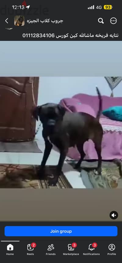 محتاج كلب للتبني عمره اقل من سنة ونضيف