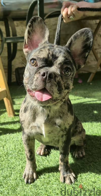 French bulldog—Merle