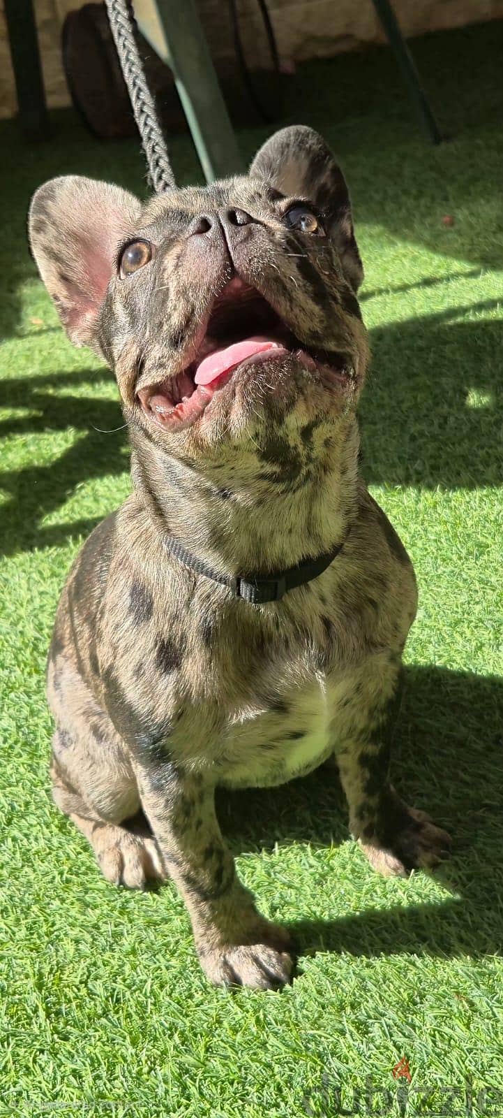 French bulldog—Merle 1
