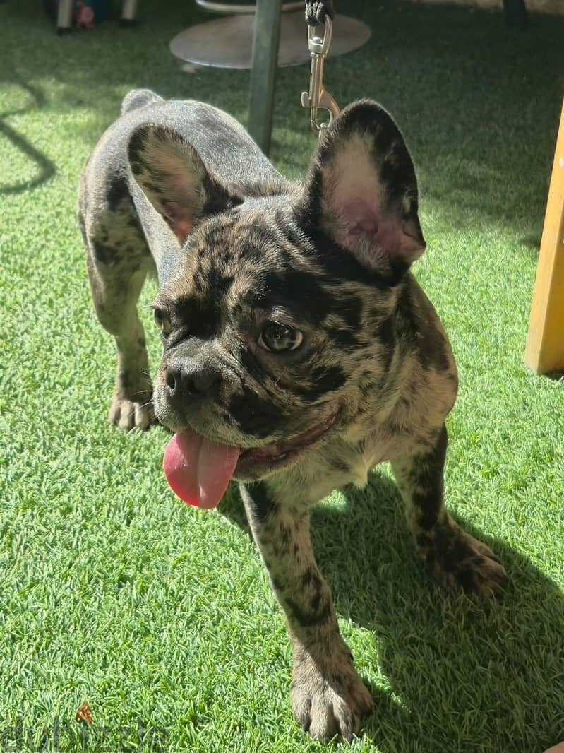 French bulldog—Merle 2