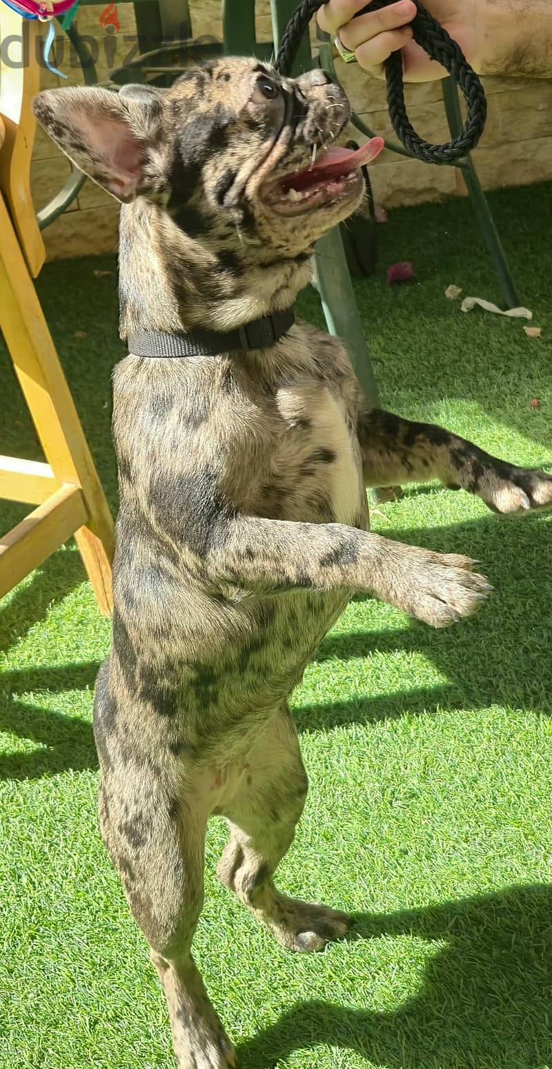 French bulldog—Merle 3