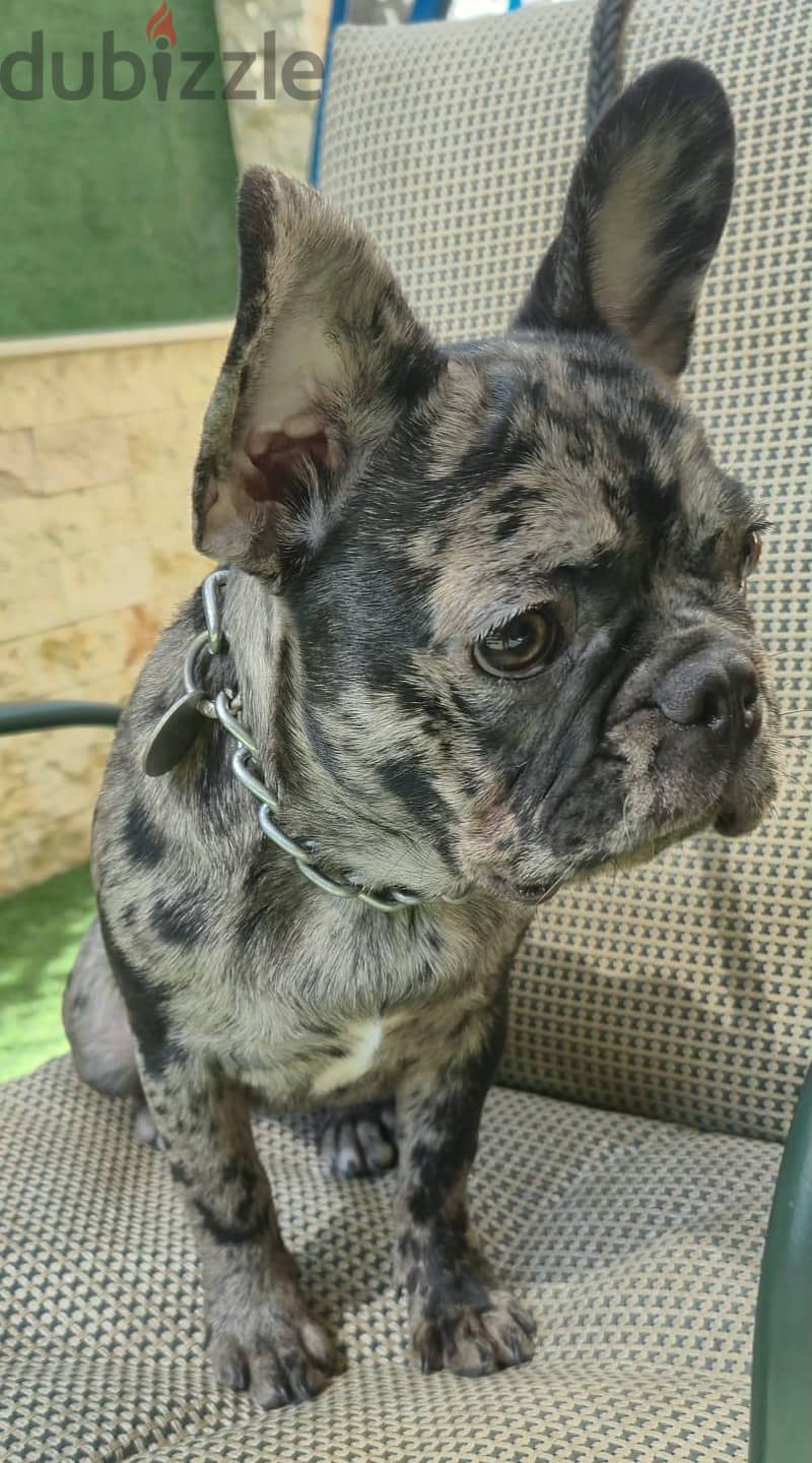 French bulldog—Merle 4