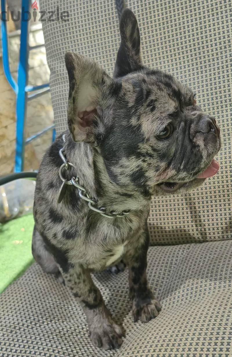 French bulldog—Merle 5