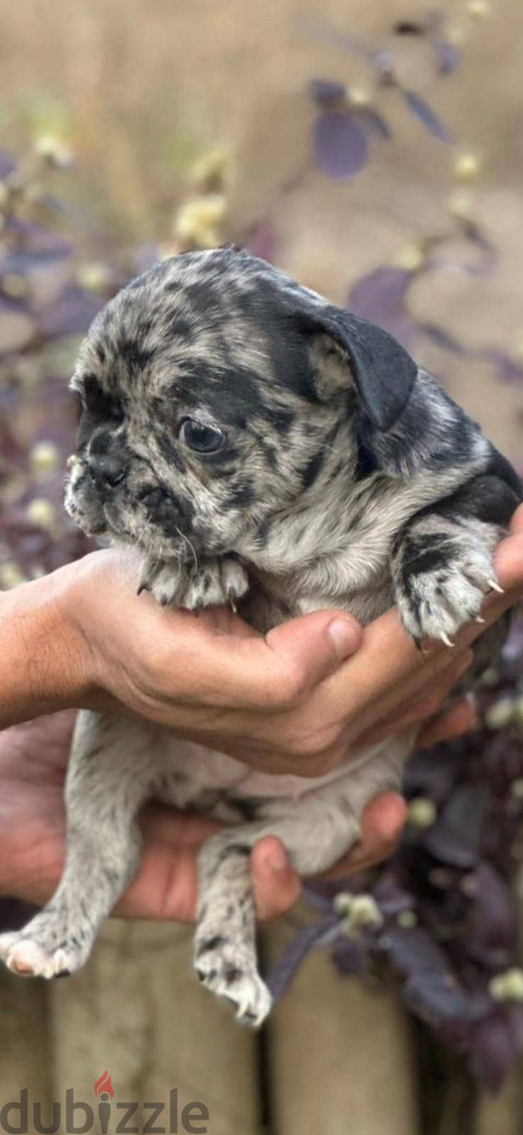 French bulldog—Merle 6