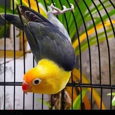 مطلوب نتاية فيشر اوبلاين او سابل