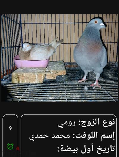قص رومي شغال حجم جامبو
