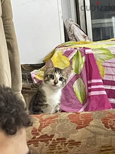 قطه للتبني