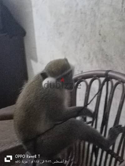 نسناس بحاله ممتازه