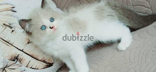 kittens ragadoll bure 52 days used litter box/// 01014794352