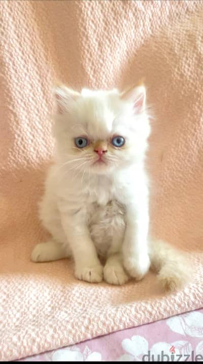 Persian Cat original     Peke-Face (2 months) blue eyes