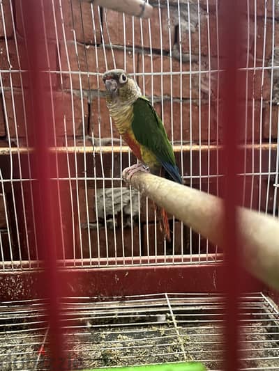 نتايه يلوسايد شغاله بالتحليل سعر نار