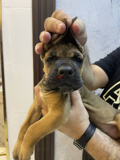 جراوى كين كورسو cane corso puppies