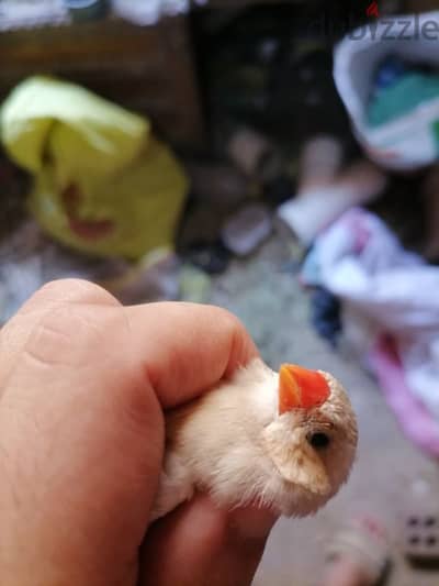 3 اناث زيبرا شغالين مستوى كويس