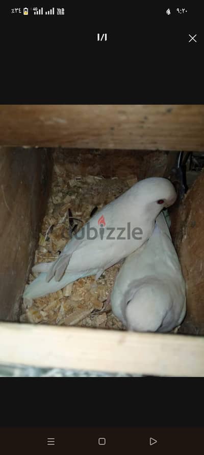 جوز عصافير  الحب