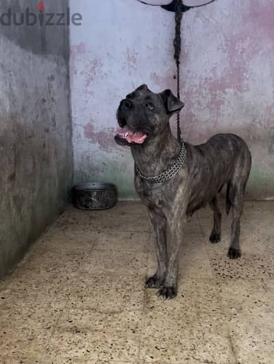 نتايه كين كورسو - cane corso