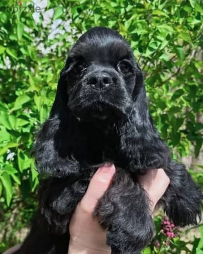 American cocker spaniel puppy female from Russia