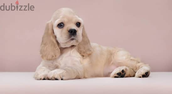 American cocker spaniel puppy female from Russia