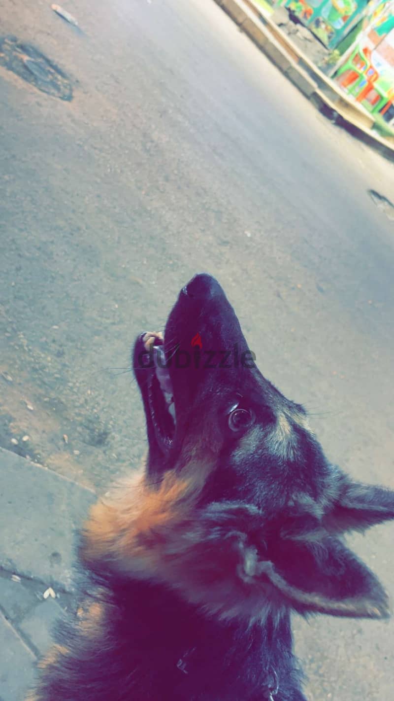 كلب جيرمان 2
