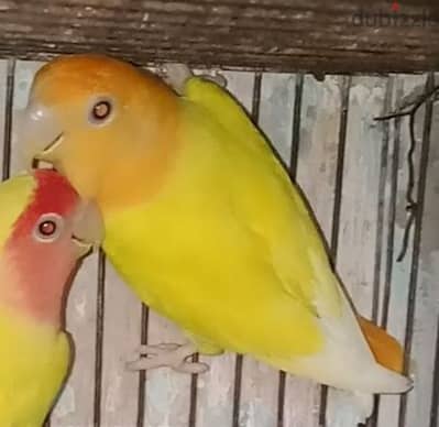 روز اوبلاين اورنج