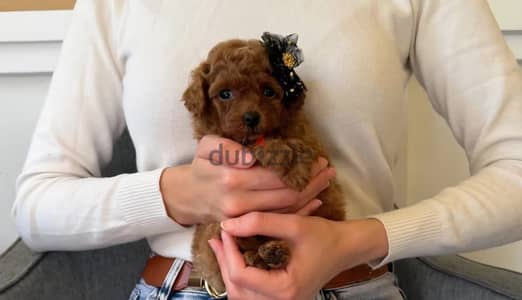 Toy poodle puppy boy from Russia