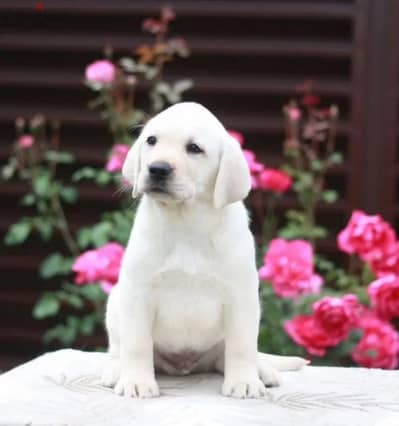 Labrador retriever puppy boy from Russia