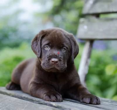 Labrador retriever puppy boy from Russia